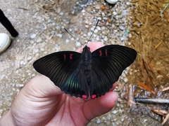 Euthalia irrubescens