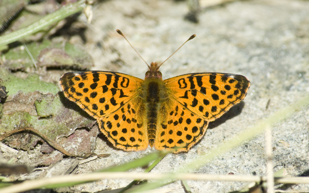 Yramea cytheris