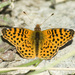 Cytheris Fritillary - Photo (c) Nicolas Olejnik, some rights reserved (CC BY-NC), uploaded by Nicolas Olejnik