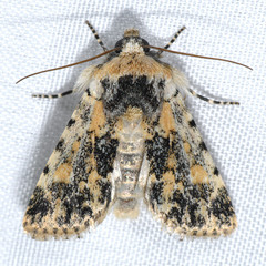 Sympistis singularis