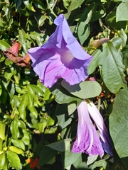 Ipomoea indica
