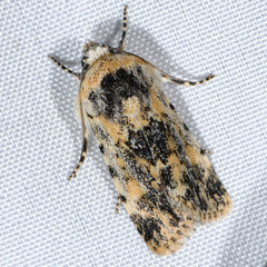 Sympistis singularis