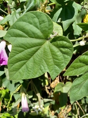 Ipomoea indica