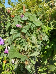 Ipomoea indica