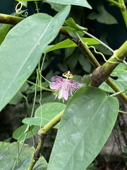 Passiflora oerstedii