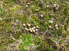 Baccharis caespitosa