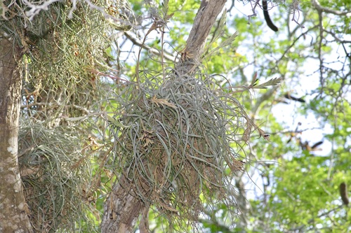 Image of Tillandsia baileyi by (c) Michelle W. （鍾偉瑋）, some rights reserved (CC BY)