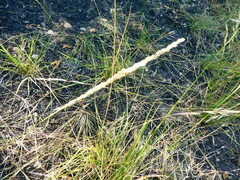 Tridens albescens
