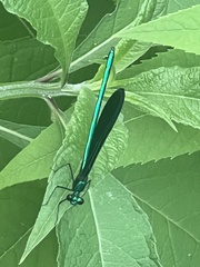 Calopteryx maculata