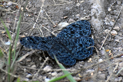 Hamadryas atlantis lelaps