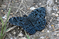 Hamadryas atlantis lelaps