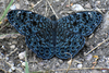 Black-patched Cracker - Photo (c) Adrian Romo, some rights reserved (CC BY-NC), uploaded by Adrian Romo