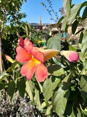 Amphilophium buccinatorium