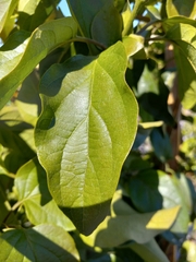 Amphilophium buccinatorium