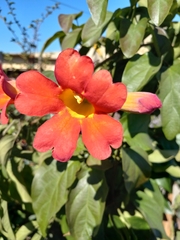 Amphilophium buccinatorium