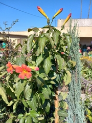 Amphilophium buccinatorium