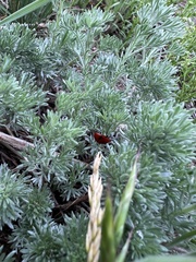 Coccinella transversoguttata