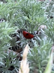 Coccinella transversoguttata