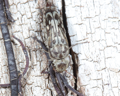 Yakuhananomia bidentata