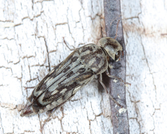 Yakuhananomia bidentata
