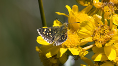 Butleria elwesi