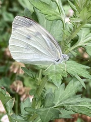 Pieris rapae crucivora