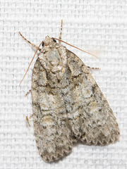 Acronicta modica