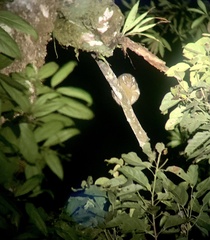 Pseudochirops archeri