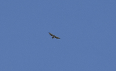 Buteo albigula