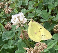 Colias poliographus