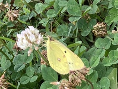 Colias poliographus