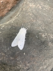 Spilosoma vestalis