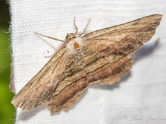 Lytrosis unitaria