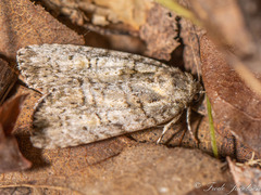 Acronicta modica