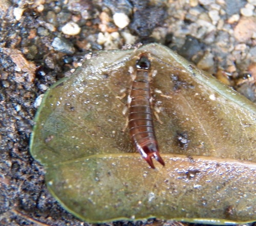 Dermaptera