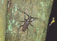 Aegosoma sinicum sinicum