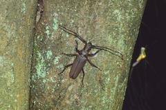 Aegosoma sinicum sinicum