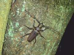 Aegosoma sinicum sinicum