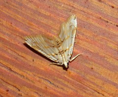 Neurophyseta clymenalis
