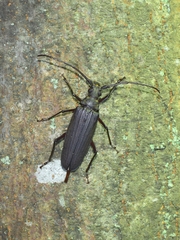 Aegosoma sinicum sinicum