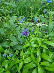 Centaurea montana