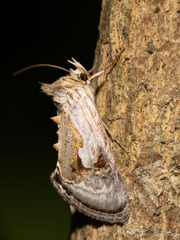 Chrysanympha formosa