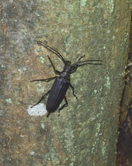 Aegosoma sinicum sinicum