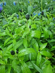 Centaurea montana