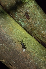 Aegosoma sinicum sinicum