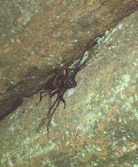 Aegosoma sinicum sinicum