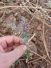 Stachys rothrockii