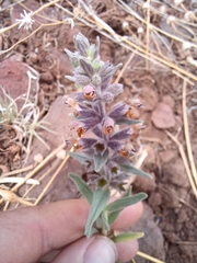 Stachys rothrockii