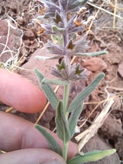 Stachys rothrockii