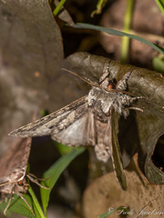 Polia imbrifera